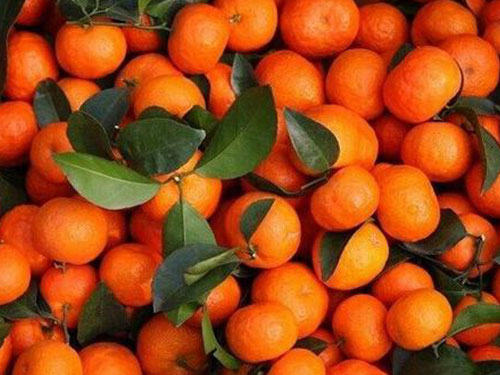 水果配送-砂糖桔 水果配送-砂糖桔