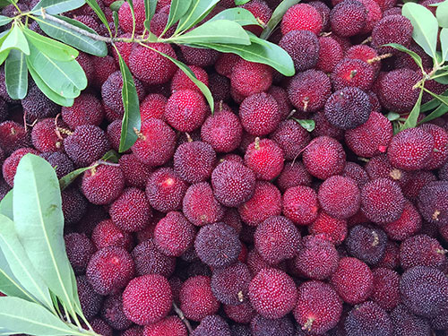 水果配送-楊梅 水果配送-楊梅