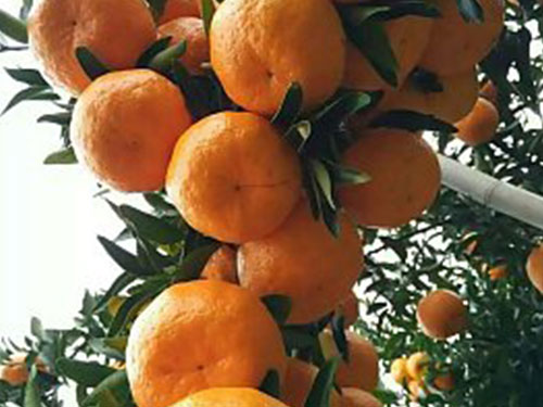 水果配送-碰柑 水果配送-碰柑