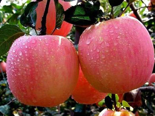 水果配送-蘋果 水果配送-蘋果