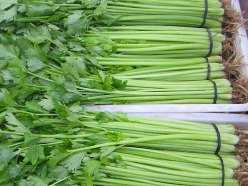 芹菜 芹菜
