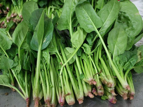 菠菜 菠菜