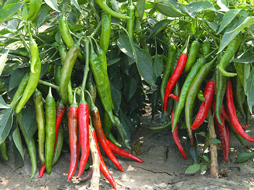 本地辣椒 本地辣椒