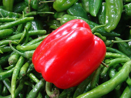 辣椒 辣椒