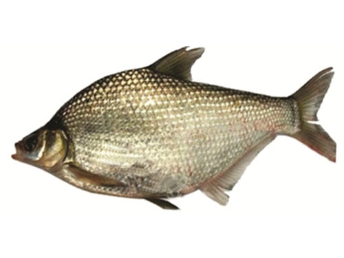 三角魴配送 三角魴配送