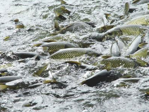 其他水產(chǎn)配送 其他水產(chǎn)配送