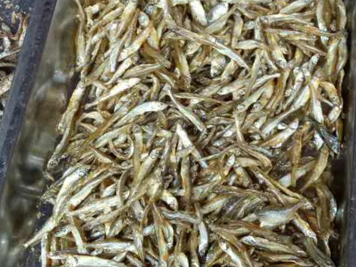 東江小魚(yú)仔 東江小魚(yú)仔