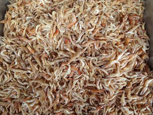 東江湖蝦 東江湖蝦