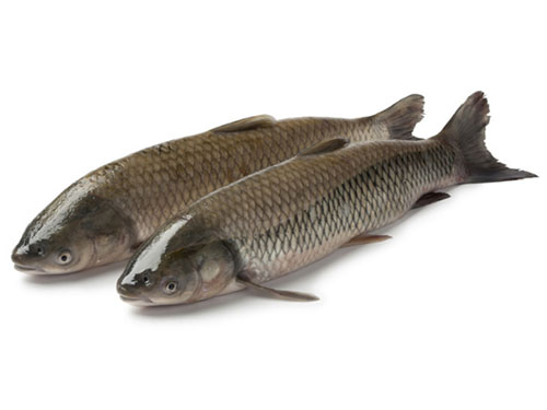 草魚配送 草魚配送