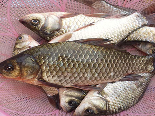 鯽魚配送 鯽魚配送