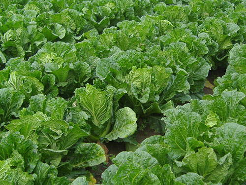 白菜種植基地 白菜種植基地