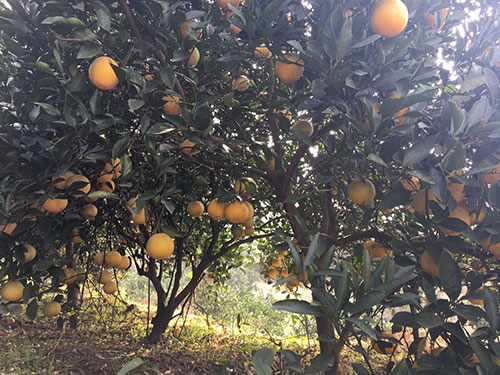 冰糖橙基地 冰糖橙基地