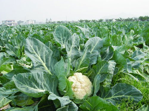 花菜種植基地 花菜種植基地