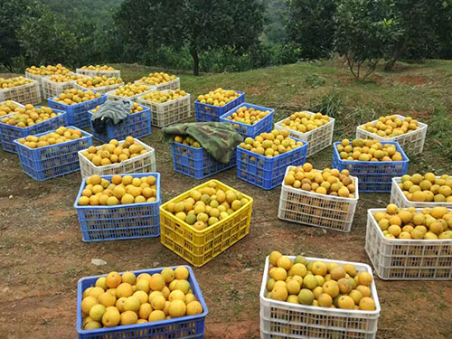 冰糖橙基地 冰糖橙基地