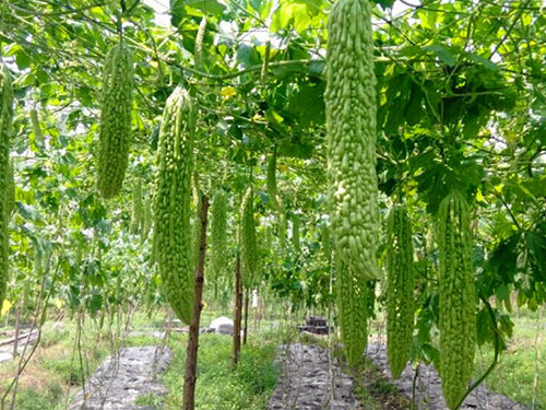苦瓜種植基地 苦瓜種植基地