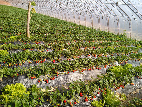 草莓基地 草莓基地