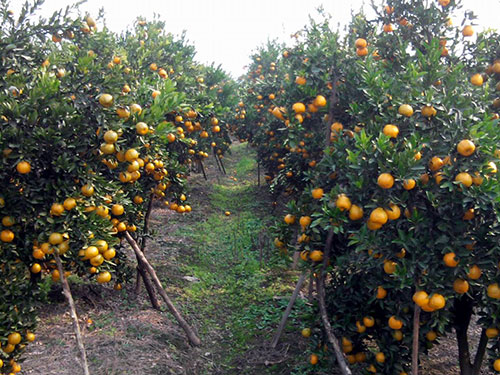 碰柑基地 碰柑基地