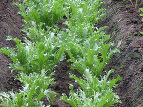 茼蒿種植基地 茼蒿種植基地