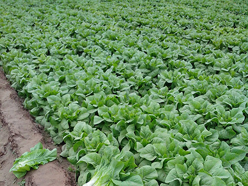 萵筍種植基地 萵筍種植基地