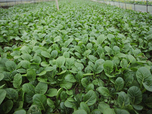 菠菜種植基地 菠菜種植基地