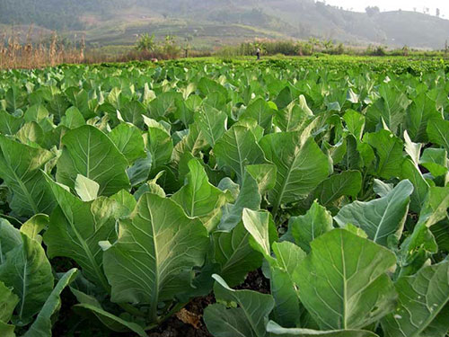蔬菜種植基地 蔬菜種植基地