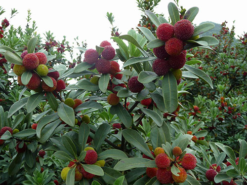 楊梅基地 楊梅基地