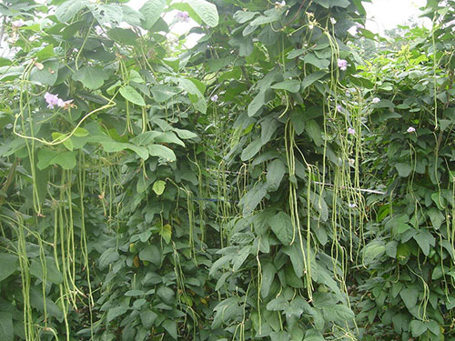 長豆角種植基地 長豆角種植基地