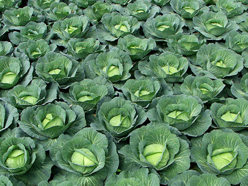 包菜基地 包菜基地