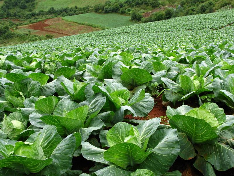 包菜種植基地 包菜種植基地