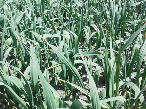 大蒜種植基地 大蒜種植基地